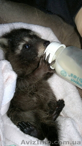 Купить Енот полоскун,  Носуха,  Скунсы. Продам,  можно у нас. #1275311