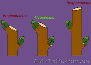 Обрезка сосен Буча,  кронирование деревьев Ирпень #1282638