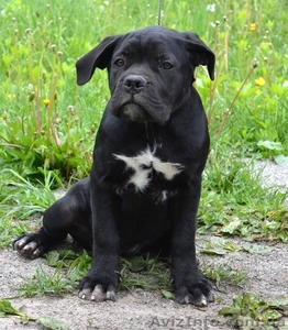 Щенки кане корсо девочки #1272731