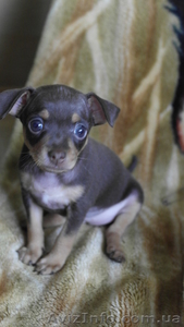 Щенки той-терьер,  мама голубого окраса,  документы #1277261