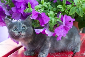 Одам в дар очень красивых котят! 2 мес. #1282885