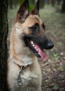 Бельгийская овчарка (Малинуа) #1274334