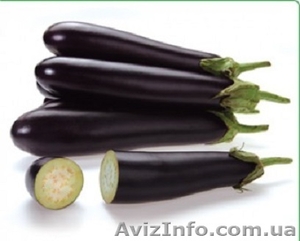 Семена баклажана SAMURAI F1 / САМУРАЙ F1 фирмы Китано #1277193