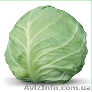 Семена белокочанной капусты AKIRA F1 / АКИРА F1 (Китано) #1274635