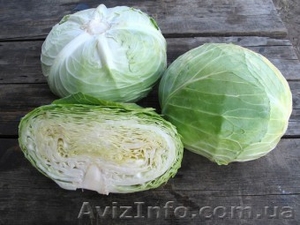 Семена белокочанной капусты NAOMI F1 / НАОМИ F1 фирмы Китано #1274695