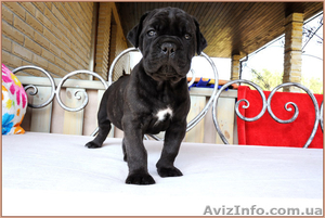 Кане корсо - звездный помет от двух чемпионов. #1256489