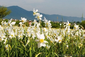 Экскурсия «Изюминки Хустщины – термальные источники,  олени и сыр» #1274822