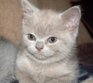 Продаются  вислоухие котята #1279659
