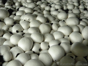 Продам шампиньоны со своего производства,  Киевская обл  #1280778