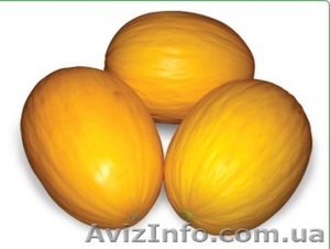 Семена дыни AGASI F1 / АГАСИ F1 фирмы Китано #1274630