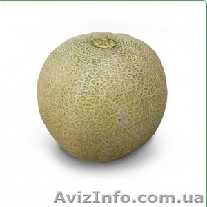 Семена дыни KS 55 F1 (Китано) #1278778