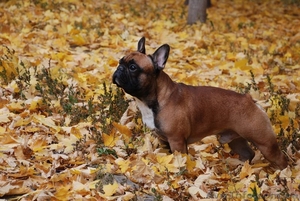 Вязка .Французский бульдог #1040297