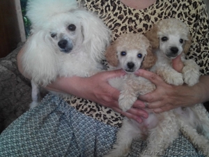 Питомцы той-пуделя #1280101