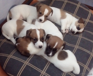 Щенки Джек-Рассел #1282334
