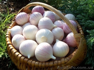 ОДНОЗУБКА(однодоля, однозубок) Cемена чеснока « Софиевский » сорт #1282823