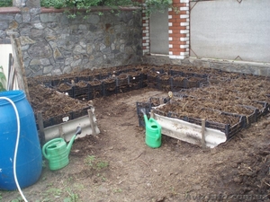 черви калифорнийские (маточное поголовье) #1219613