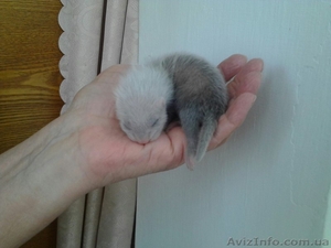 Продам щенков фретки (декоративный хорек) #1276256