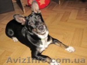 ОТДАМ собачку в добрые руки. #1277805