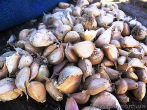 Первая репродукция ЗУБОК  чеснока посадочной фракции #1282820