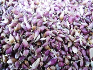 Воздушка (CЕМЕНА чеснока)  «Cофиевский » сорт #1282819