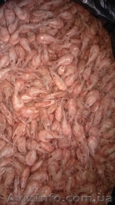 Продам черноморскую креветку оптом и в розницу #1271238