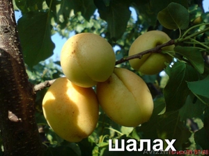 Саженцы плодовых деревьев Большой выбор соротов #1172521