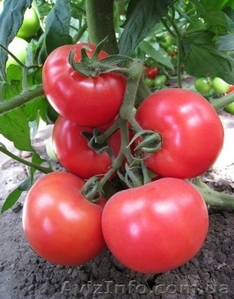 Семена розового томата KS 14 F1 #1278780