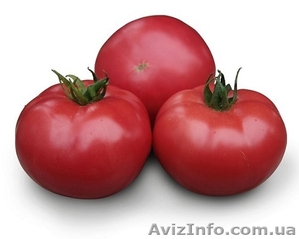 Семена розового томата KS 38 F1 (Китано) #1277194