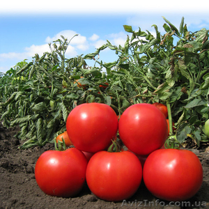 Семена томата KS 829 F1 фирмы Китано #1279035