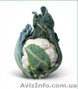 Семена цветной капусты MISORA F1 / МИСОРА F1 фирмы Китано #1278793
