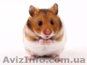 Доступ в библиотеку дорогих и уникальных обучающих курсов и книг #1272122