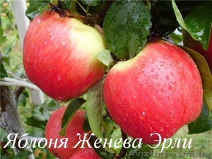 Продам саженцы фруктовых деревьев #1130040