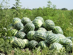 Продам арбуз хорошего качества #1288005