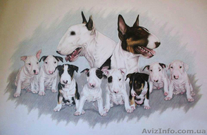 Щенки бультерьера #1285064