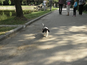 Американский кокер спаниель.КСУ-FCI. #1285343