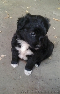 Отдам в хорошие руки!!!.  #1284782