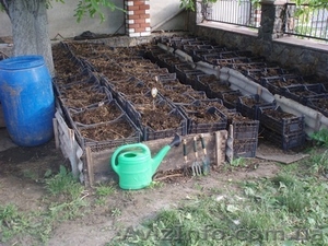  Компания  БИОПЛЮС продает недорого  маточное поголовье  червя #1291393