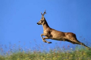 Косуля. Куплю косуль разного возраста #1284780