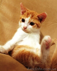 Отдам котёнка в добрые,  заботливые руки! #1294655