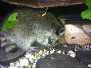 енот,  енот полоскун,  купить енота,  продам енота полоскуна,  цена енота #1295933