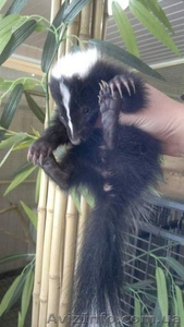 Купить Скунса белого,  полосатого,  коричневого можно у нас. Продам скунса #1296285