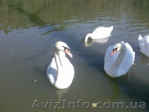 Купить Лебедя белого,  черного,  черношеего можно у нас. Продам лебедя #1296317