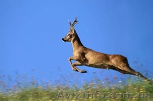 Работа с постоянным проживанием в Харькове #1295041