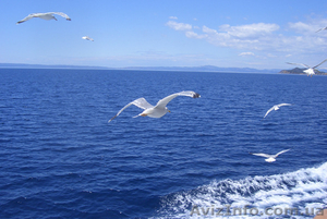 Федотова Коса, Кирилловка #1285566