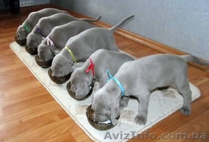 Щенки Веймаранера,  5 мальчиков. #1283520