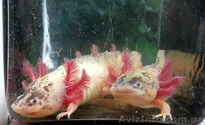 Аксолотль белый (мексиканская амбистома) #976689