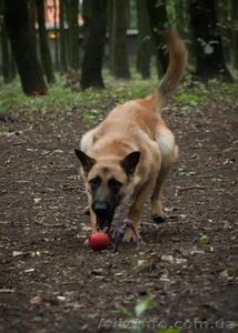 Продам щенков  Бельгийской овчарки #1286691