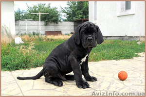 Кане корсо - щенки шоу-класса от двух чемпионов. #1284924