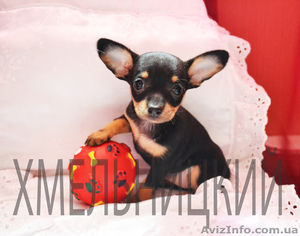 Вам собачку Той-Терьер -? ( супер- пупер -мега- звер?) #483233