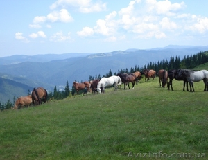 Відпочинок в Карпатах #1286432